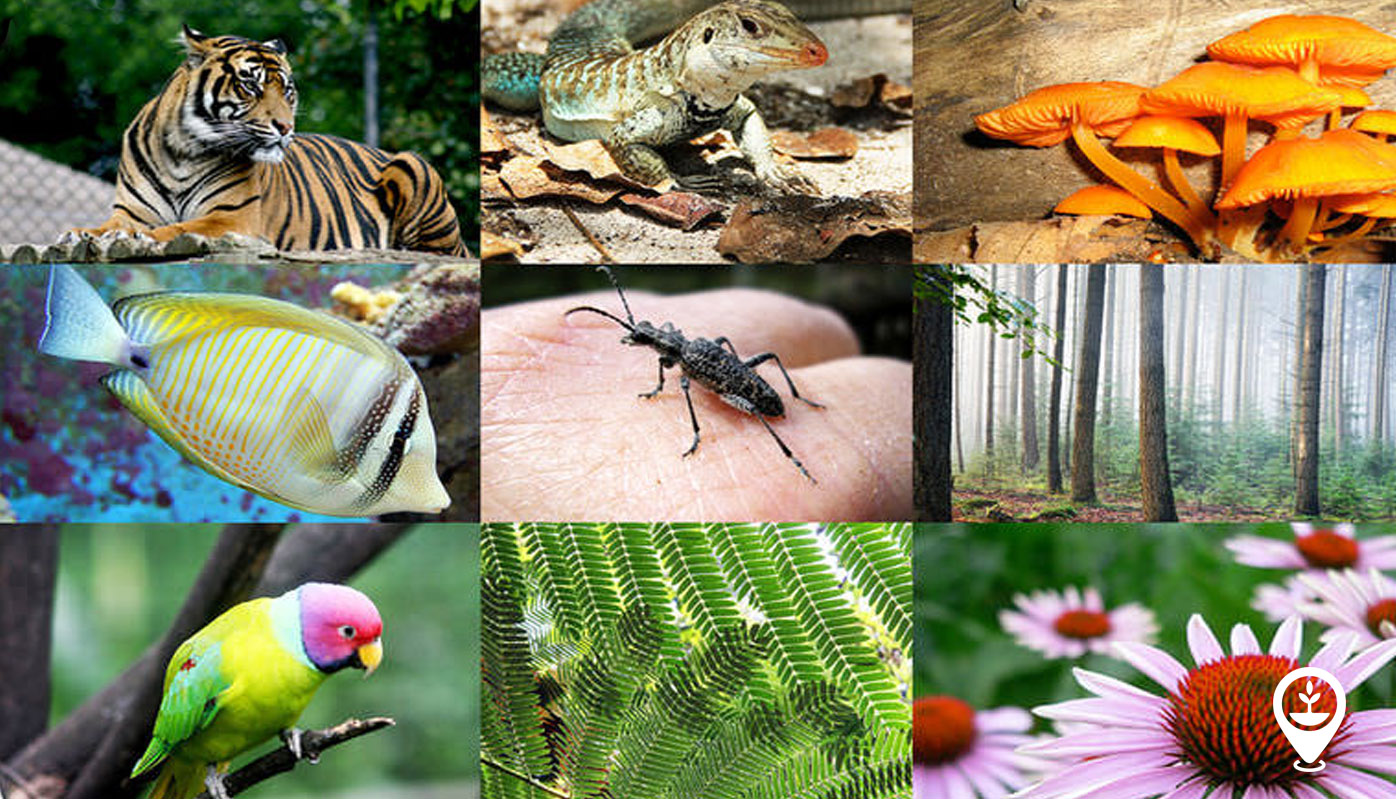Biodiversity: The Quiet Power Saving Our Future